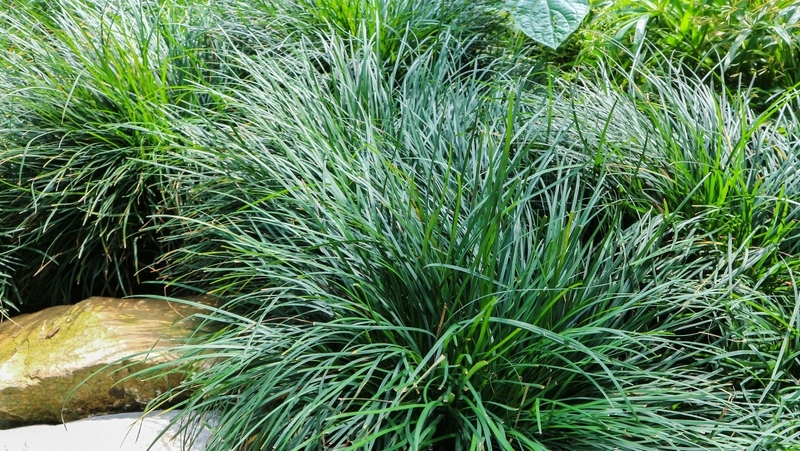 how to grow mondo grass 2