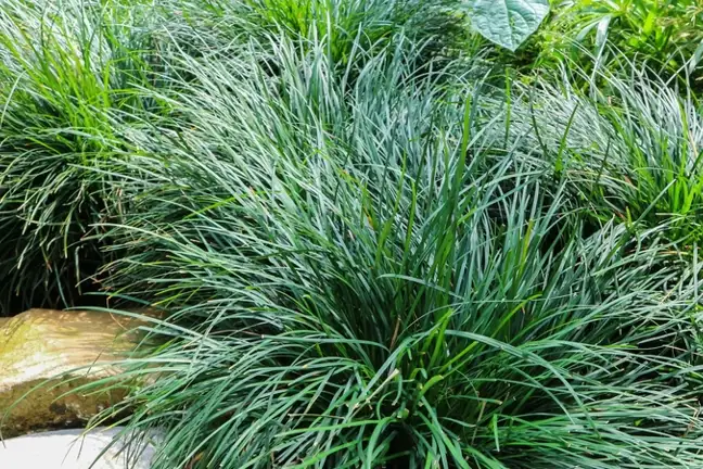 how to grow mondo grass 2