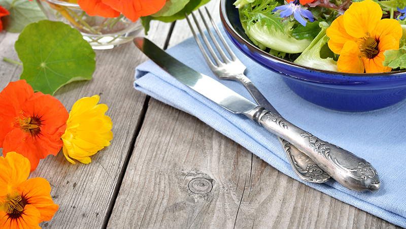 how to grow nasturtium 2