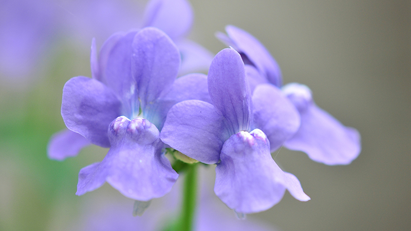 how to grow nemesia 2