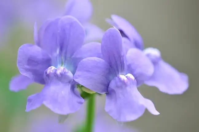 how to grow nemesia 2