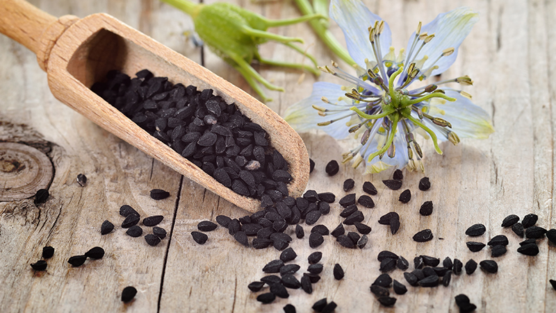 how to grow nigella 2