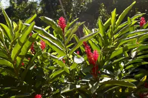 how to grow ornamental ginger 3