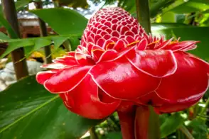 how to grow ornamental ginger 2