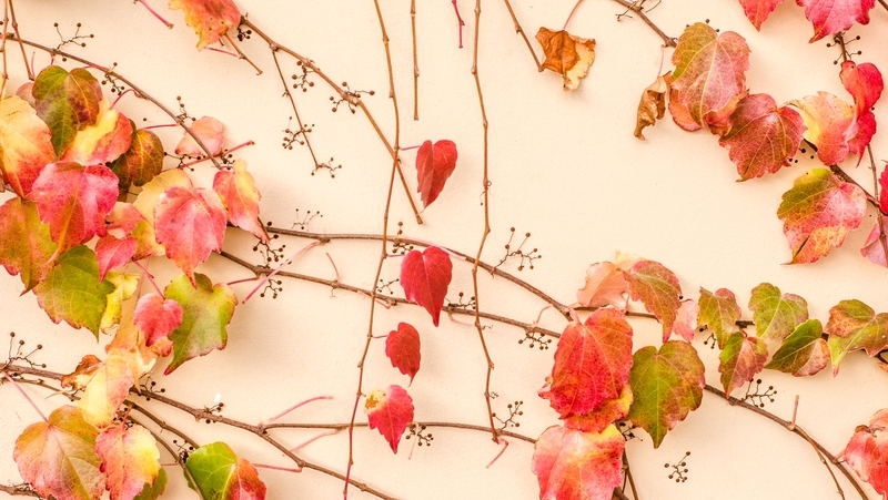 how to grow ornamental grape 2