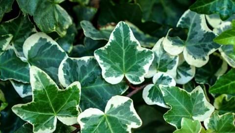How to Grow Ivy
