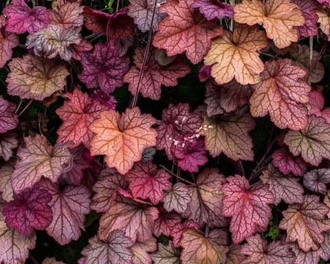 How to Grow Heuchera