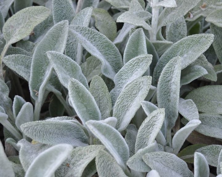 How to Grow Lambs Ears | Yates Australia