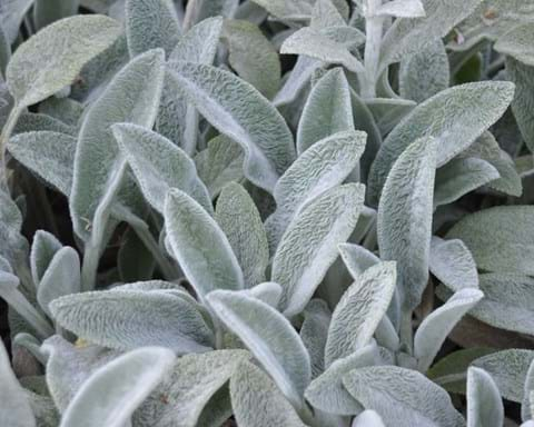 How to Grow Lambs Ears