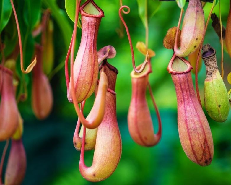 How to grow Pitcher Plants