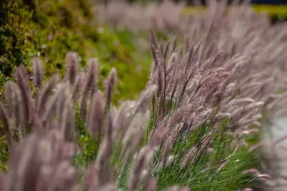 Purple Fountain Grass