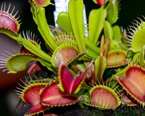 How to Grow Venus Fly Trap