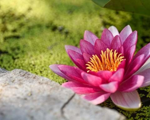 How to Grow Water Lily