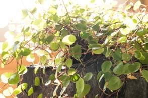 How to Grow Wire Vine