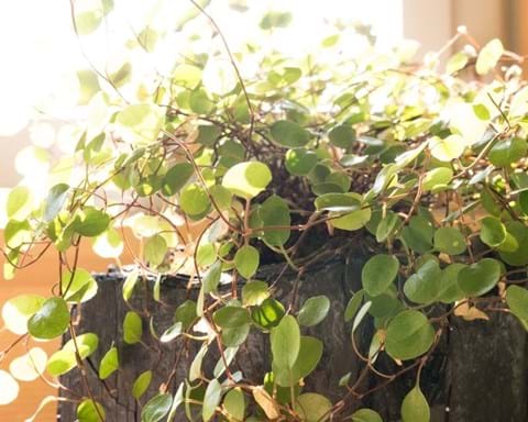 How to Grow Wire Vine