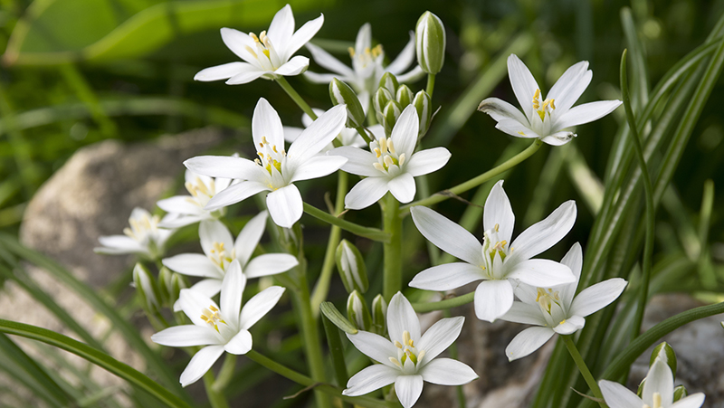 how to grow ornithogalums 2