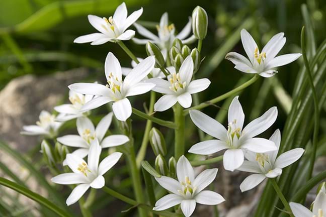 how to grow ornithogalums 2