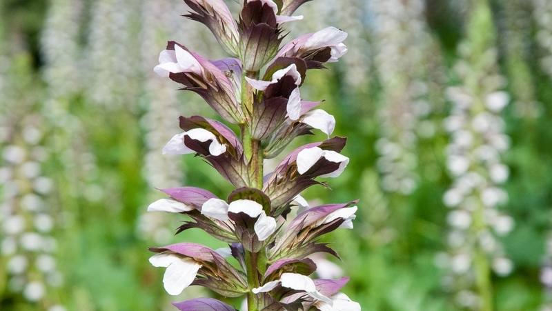 how to grow oyster plant 3