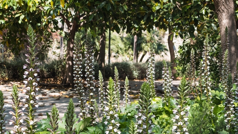 how to grow oyster plant 2