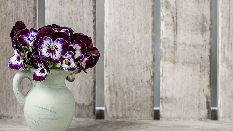 how to grow pansies 2