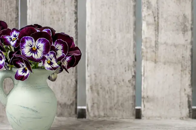 how to grow pansies 2