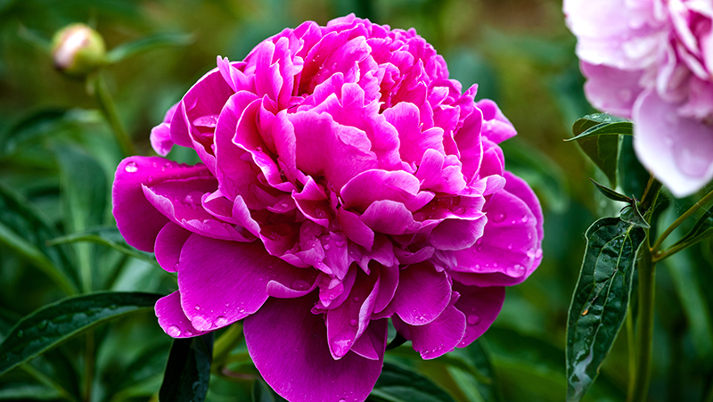 how to grow peony 2