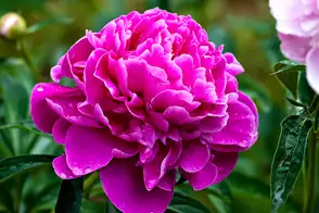 how to grow peony 2