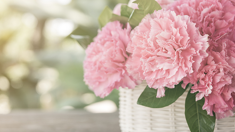 how to grow peony 3