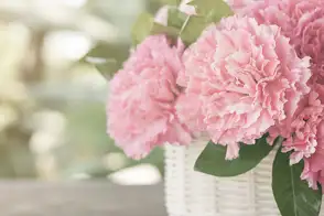 how to grow peony 3