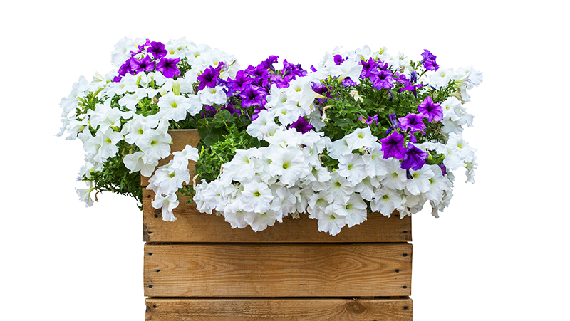 how to grow petunias 3