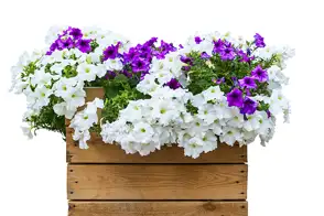how to grow petunias 3