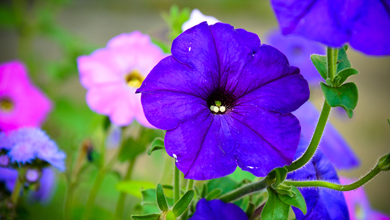 how to grow petunias 2