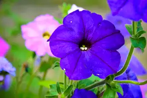 how to grow petunias 2