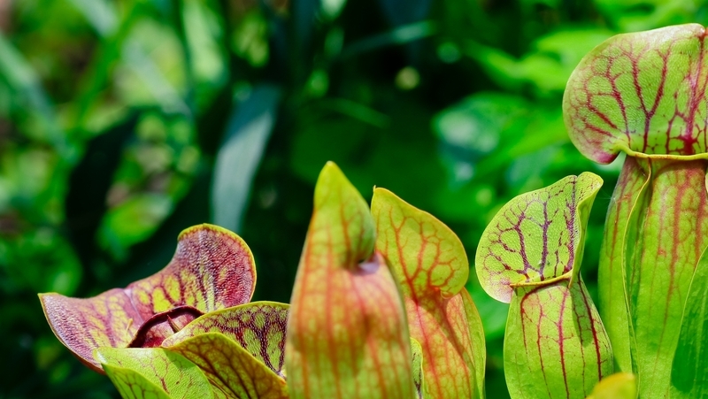 how to grow pitcher plant 2