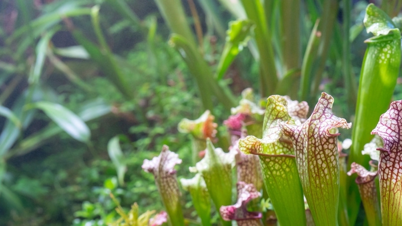 how to grow pitcher plant 3