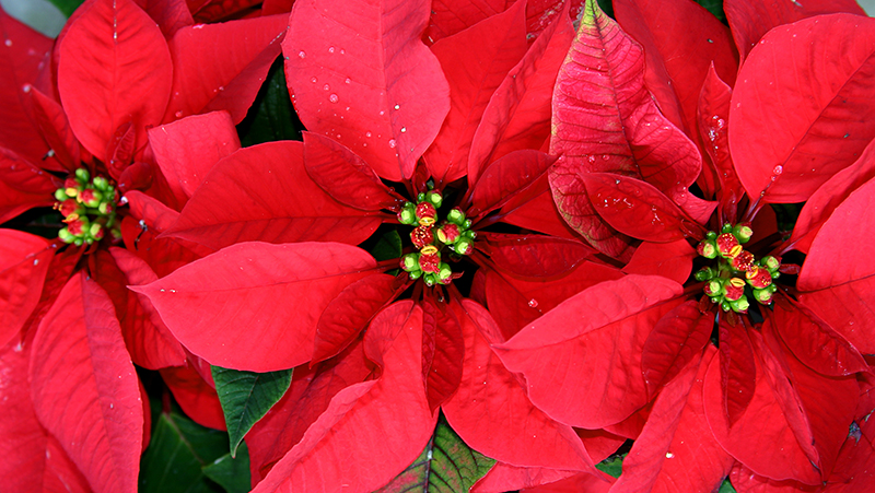 how to grow poinsettia 2