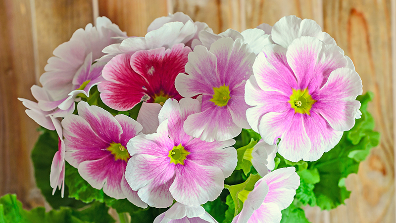 how to grow primulas 2