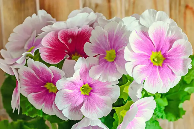 how to grow primulas 2
