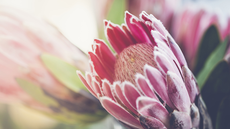 how to grow proteas 2