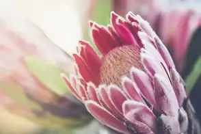 how to grow proteas 2