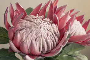 how to grow proteas 3