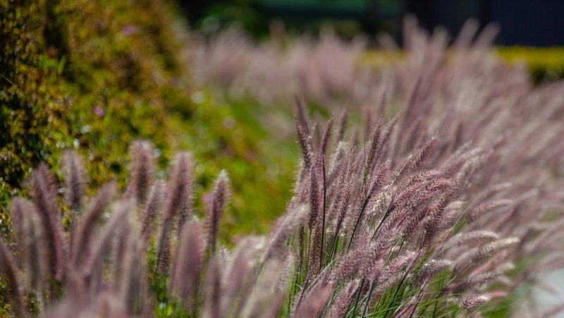 how to grow purple fountain grass 2