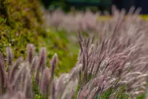how to grow purple fountain grass 2