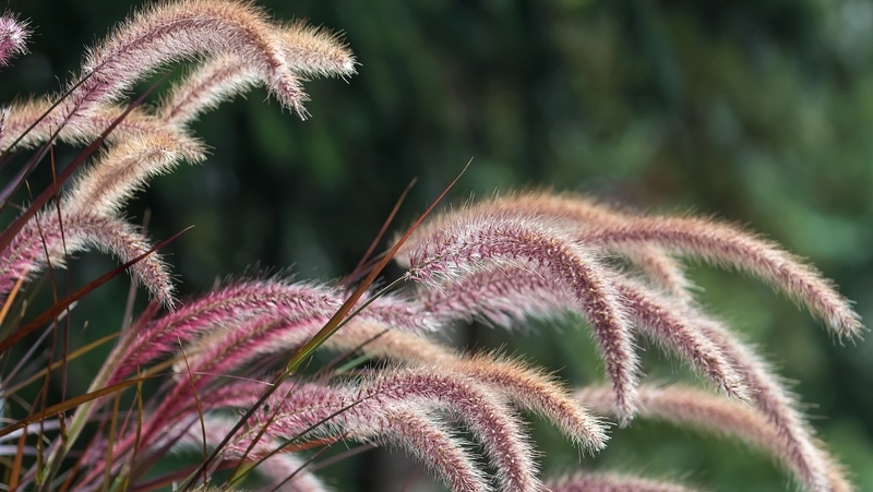 how to grow purple fountain grass 3
