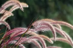 how to grow purple fountain grass 3