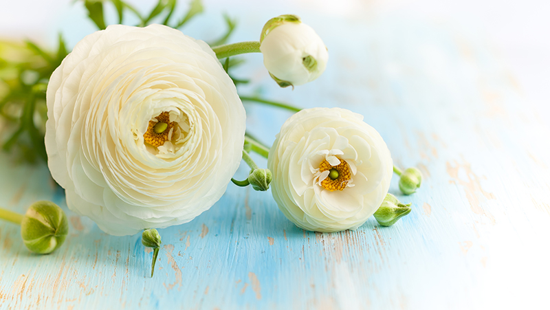 how to grow ranunculus 2
