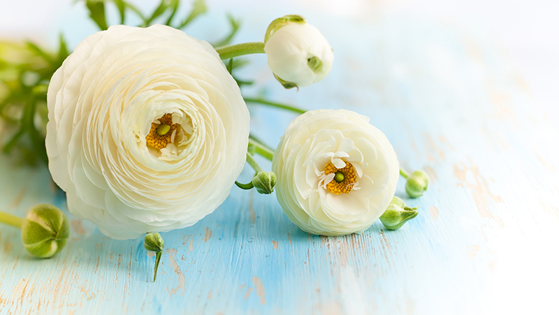 How To Grow Ranunculus