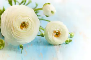 how to grow ranunculus 2