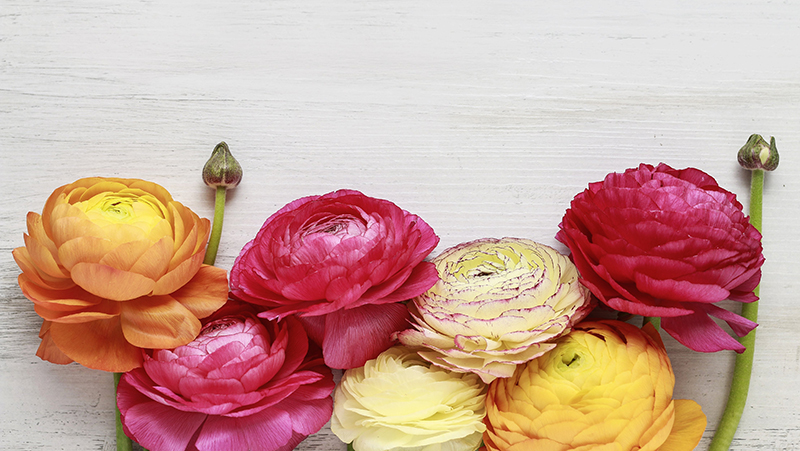 how to grow ranunculus 3