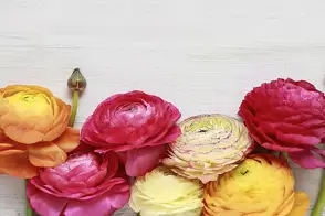 how to grow ranunculus 3